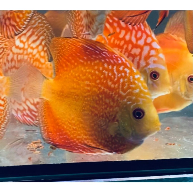 Discus Pigeon Snake 8-9 cm