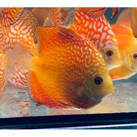 Discus pigeon serpent 8-9 cm