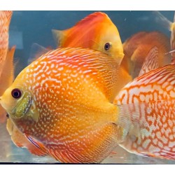 Discus pigeon serpent 8-9 cm