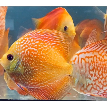 Discus pigeon serpent 8-9 cm