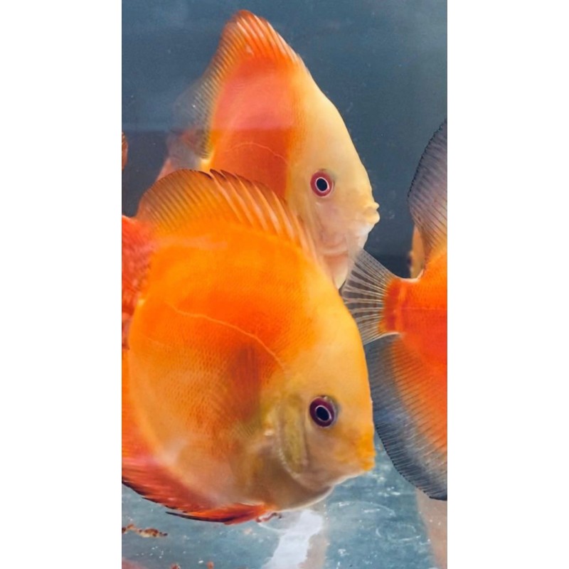 Discus melon rouge 8-9 cm