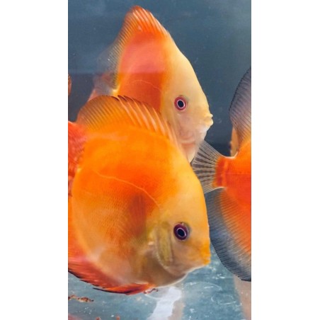 Discus Red Melon 8-9 cm