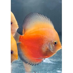 Discus pigeon blanc et rouge 8-9 cm