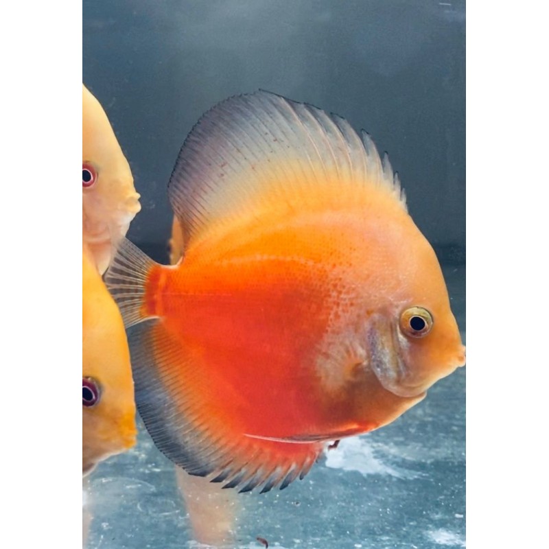 Discus pigeon blanc et rouge 8-9 cm