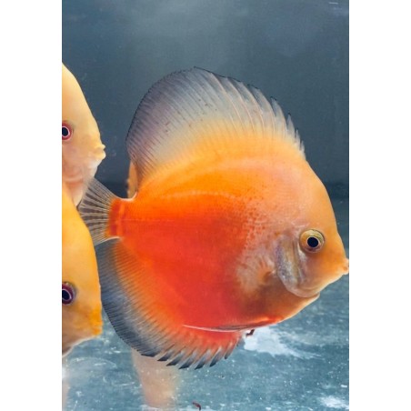 Discus pigeon blanc et rouge 8-9 cm