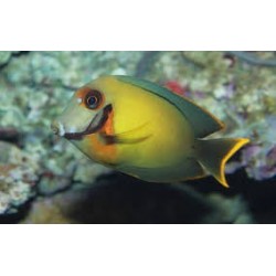 ACANTHURUS PYROFERUS 2