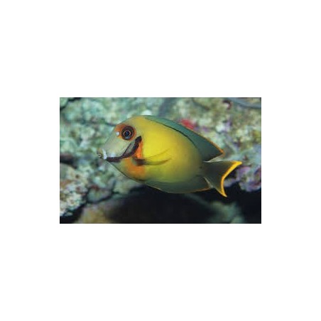 ACANTHURUS