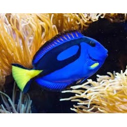 Paracanturus Hépatitus - Dory