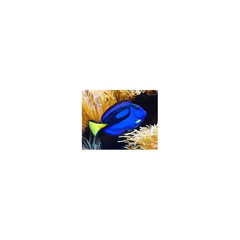 Paracanturus Hepatus - Dory