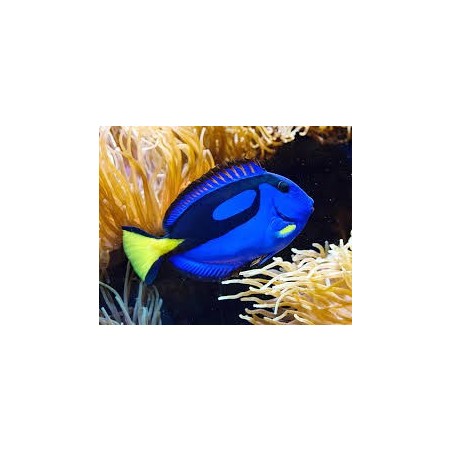 PARACANTURUS HEPATUS - DORY
