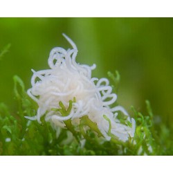 Enchytraeus albidus chironomus white 90 ml cibo vivo per...