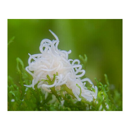 Enchytraeus albidus chironomus white 45 ml live food for fish Live Food