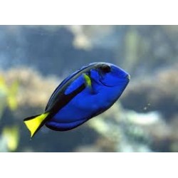 PARACANTURUS HEPATUS - DORY 2