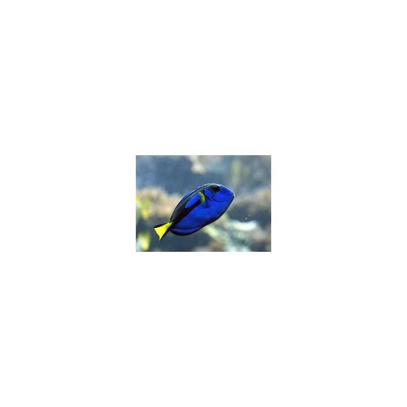 Paracanturus Hepatus - Dory