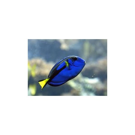 Paracanturus Hepatus - Dory