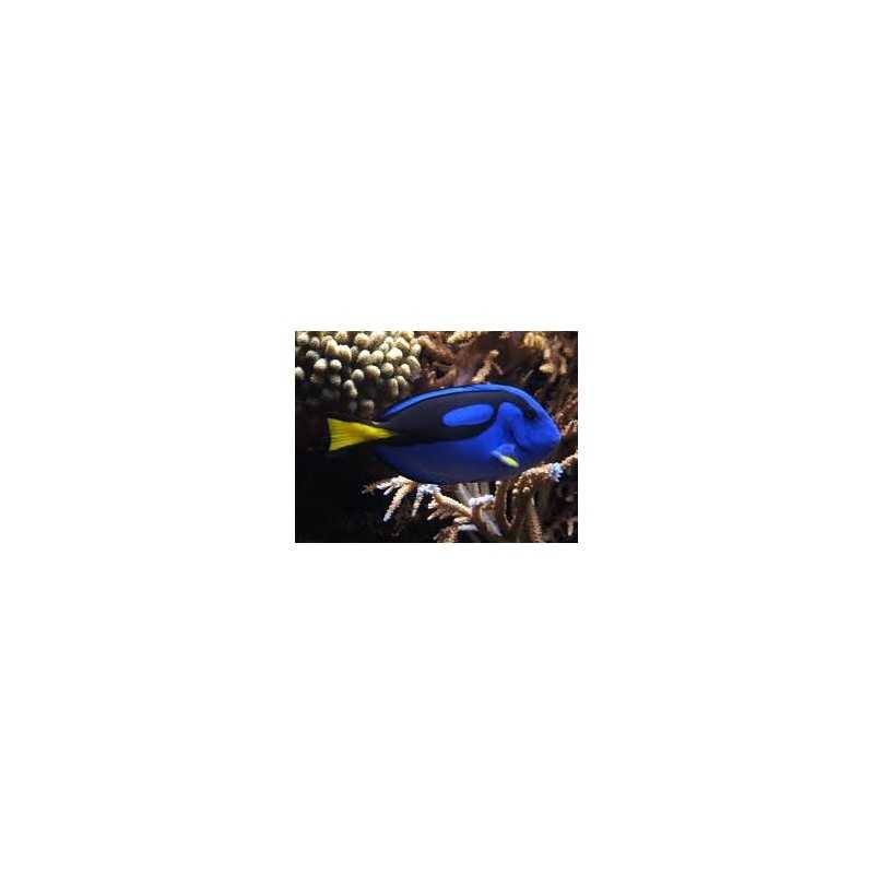 Paracanturus Hepatus - Dory