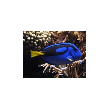 PARACANTURUS HEPATUS - DORY
