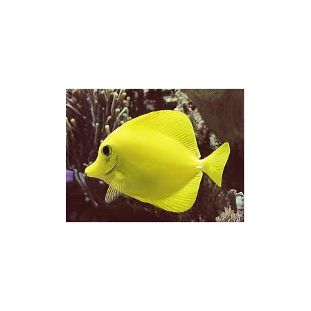 ZEBRASOMA FLAVESCENS