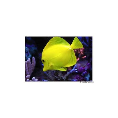 ZEBRASOMA FLAVESCENS