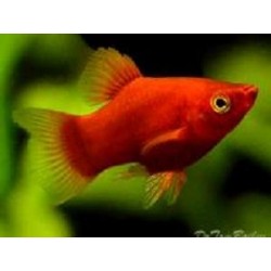 PLATY Coral red Baloon 2