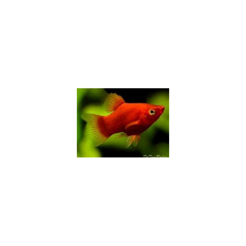 Balon rouge de Coral Platy