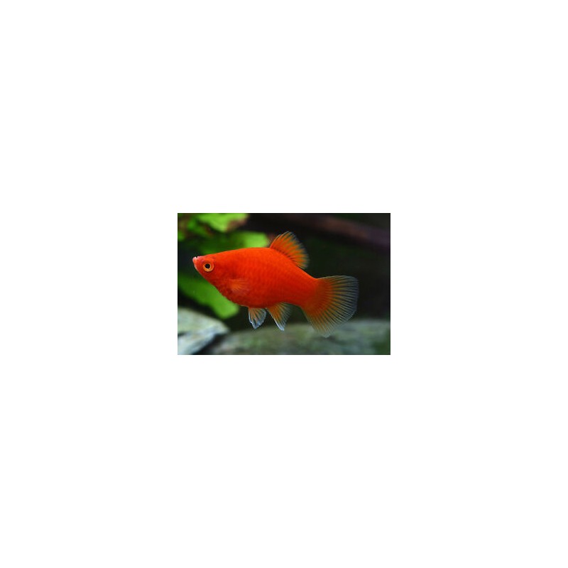 Balon rouge de Coral Platy