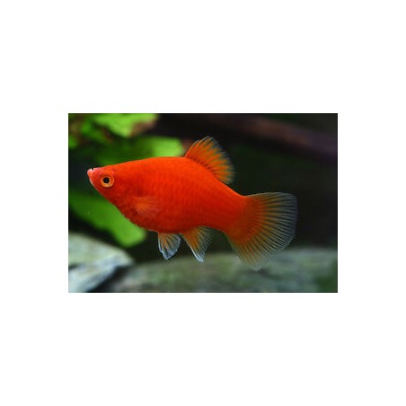 Balon rouge de Coral Platy