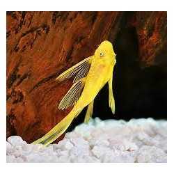 Ancistrus Gold Pinne with Velo SM