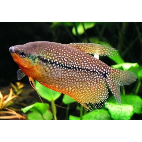 Trichogaster Leeri xlg