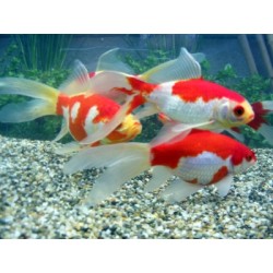 Sarasa long tail 10-12 cm