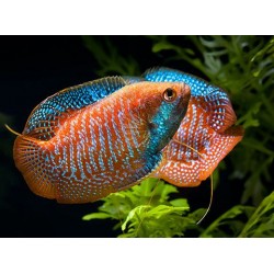 Colisa Lalia Singapour