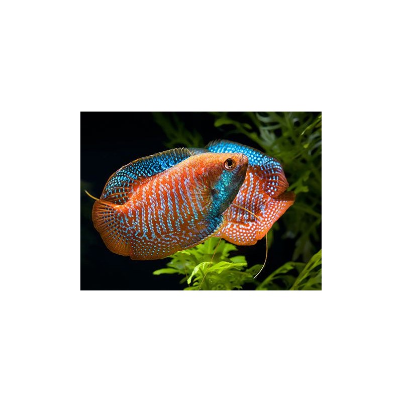 Colisa Lalia Singapour