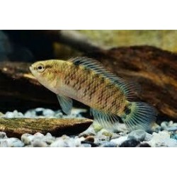 Badis Badis