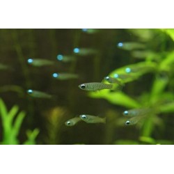 Norman aplochesilichhys