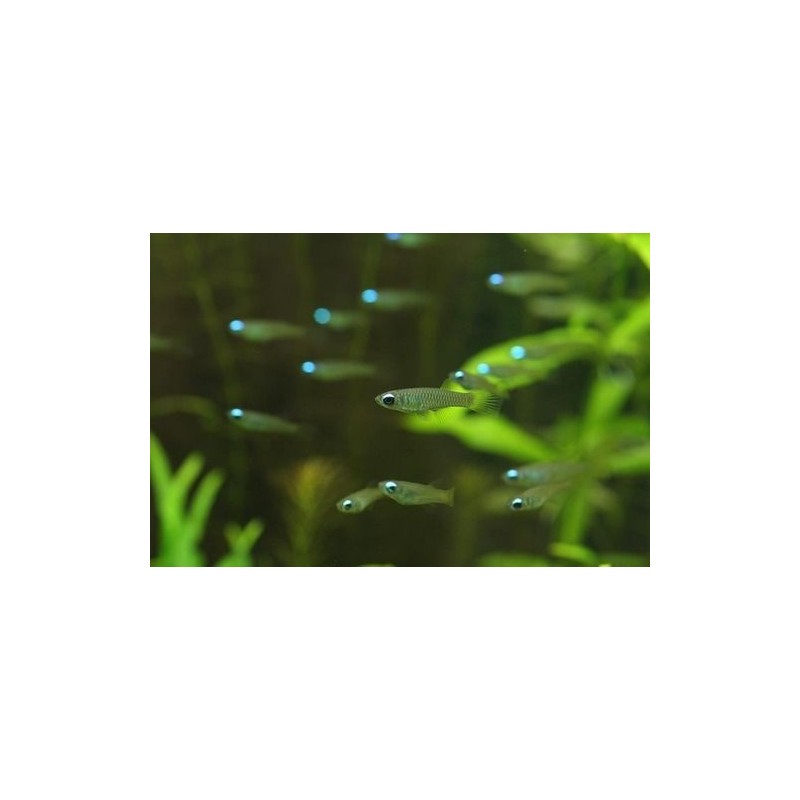 Norman aplochesilichhys