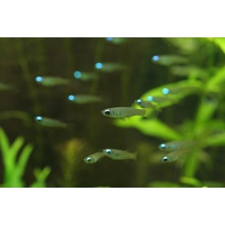 Norman aplochesilichhys