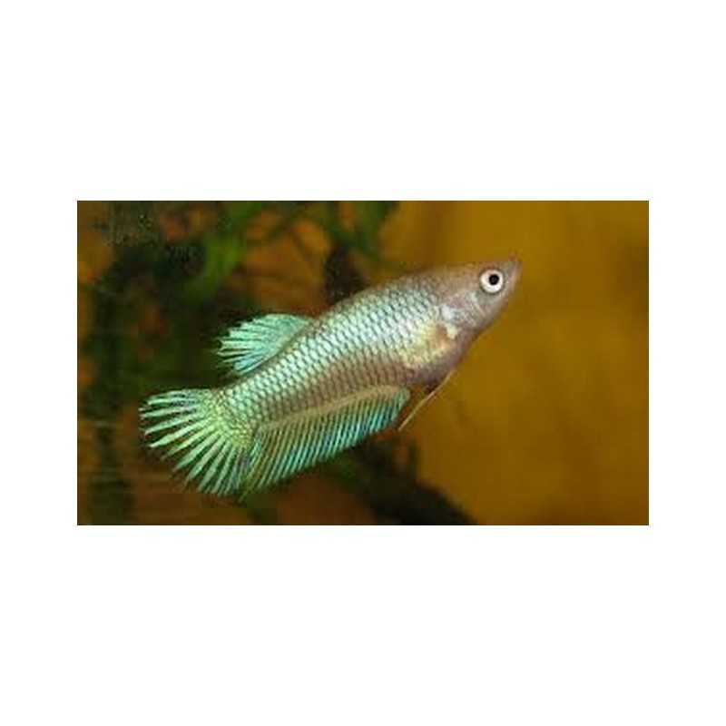 Betta female