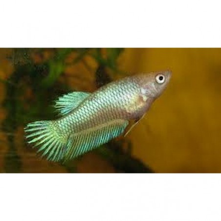 Betta female