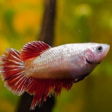 Betta female