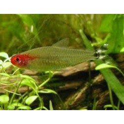 Petitella Hemmigrammus Bleheri Georgiae 2