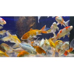 Carpe Koi sélectionnée 13-15 cm degré A