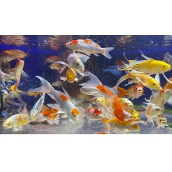 Carp Veil Fins KOI select 13-15 cm grade A Butterfly