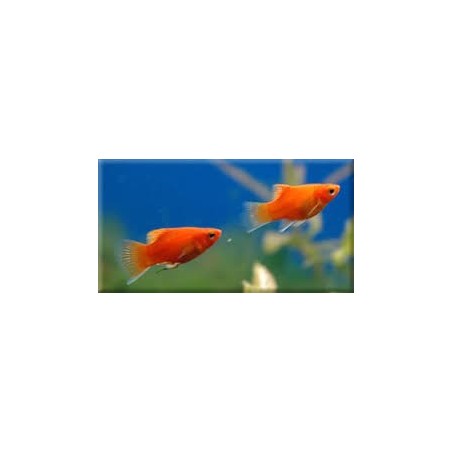 PLATY Orange