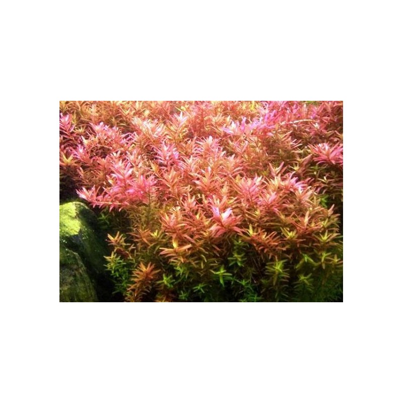 Rotala colorata rotundifolia