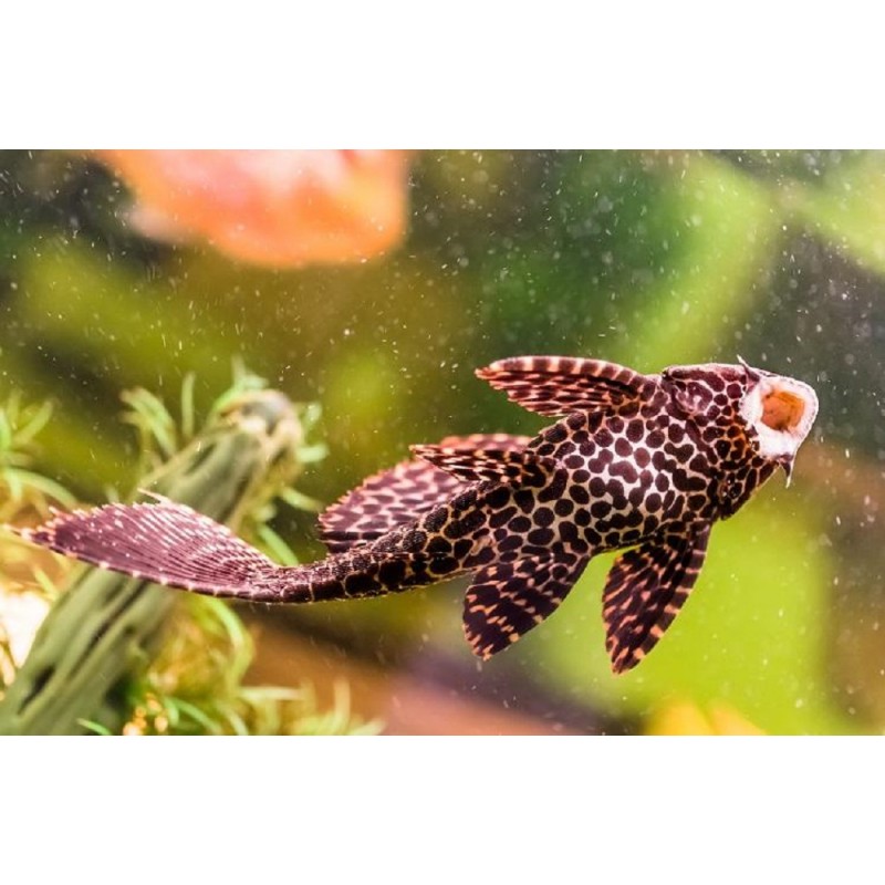 Plecostomus gibbicps