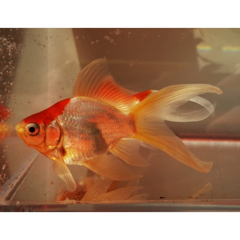 Tamasaba Gold Fish
