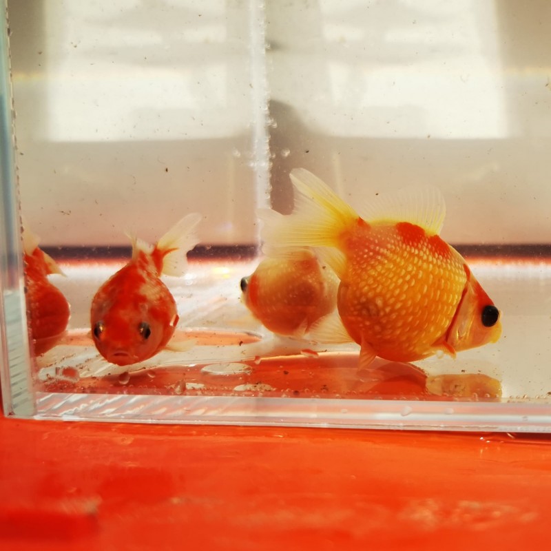 Oranda Chicco di riso