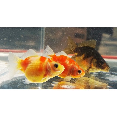 Oranda Chicco di riso