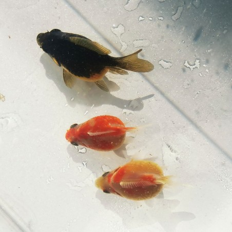 Oranda Chicco di riso