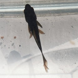 Red fish color NERO 2